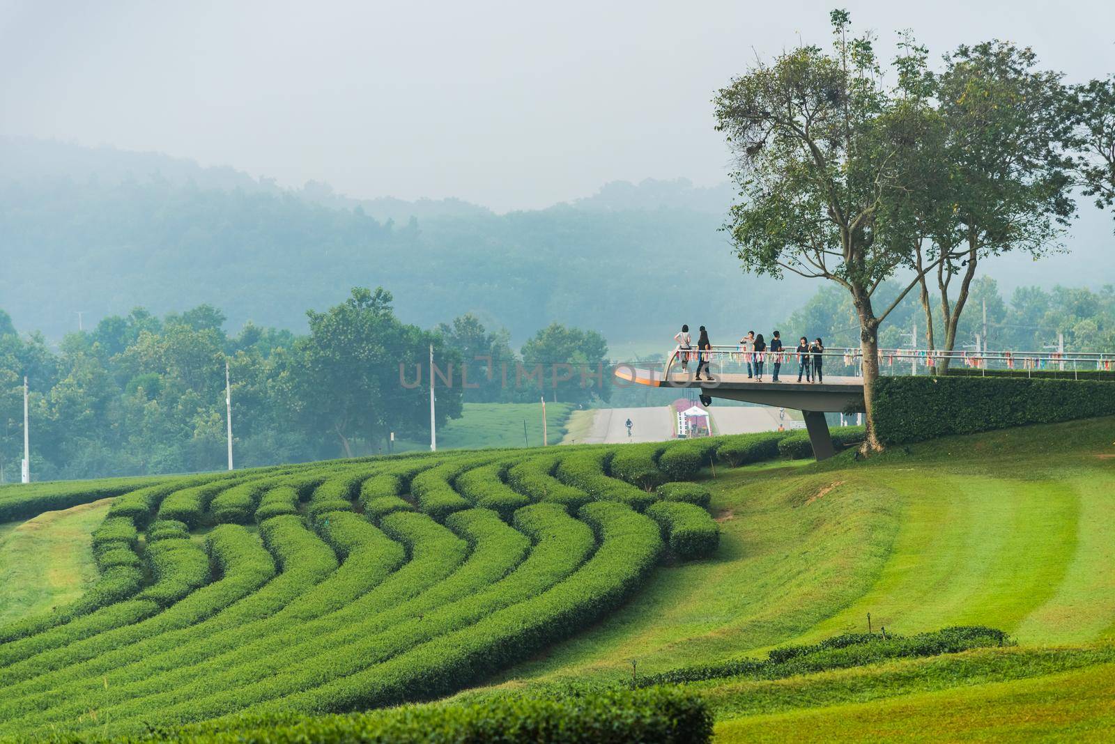 Green tea farm in the morning by Wmpix