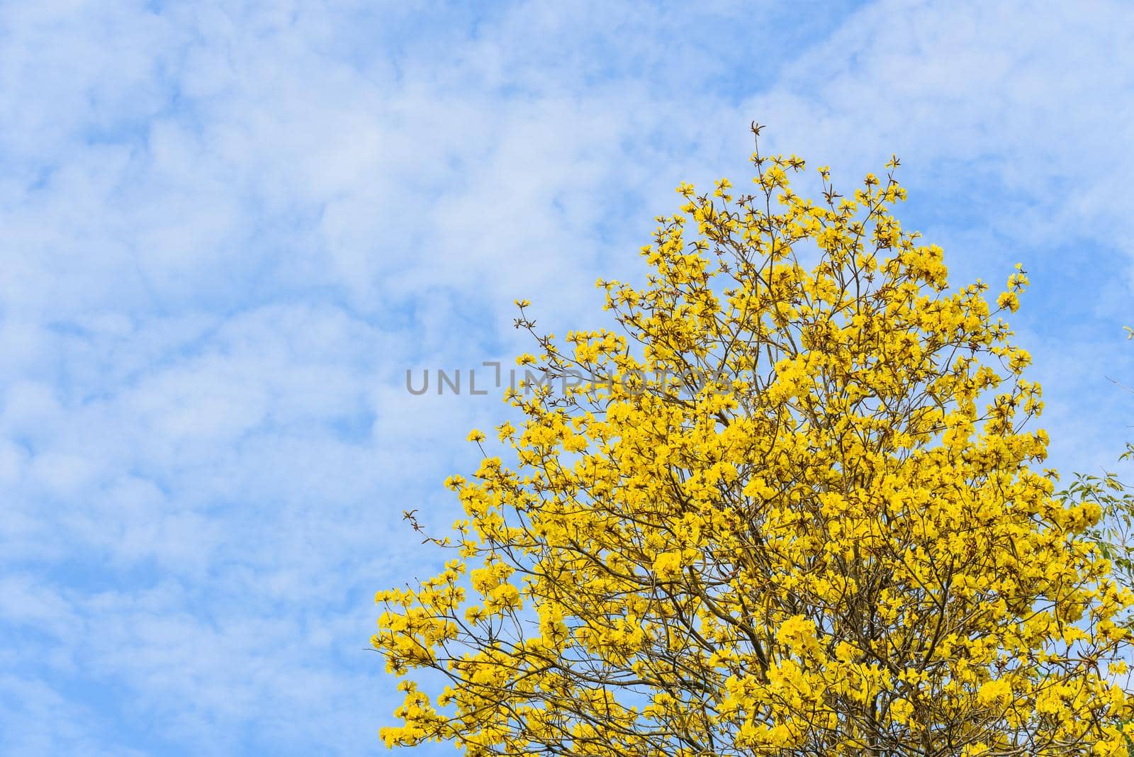 Supanika Flowers Cochlospermum regium with Blue Sky by Wmpix