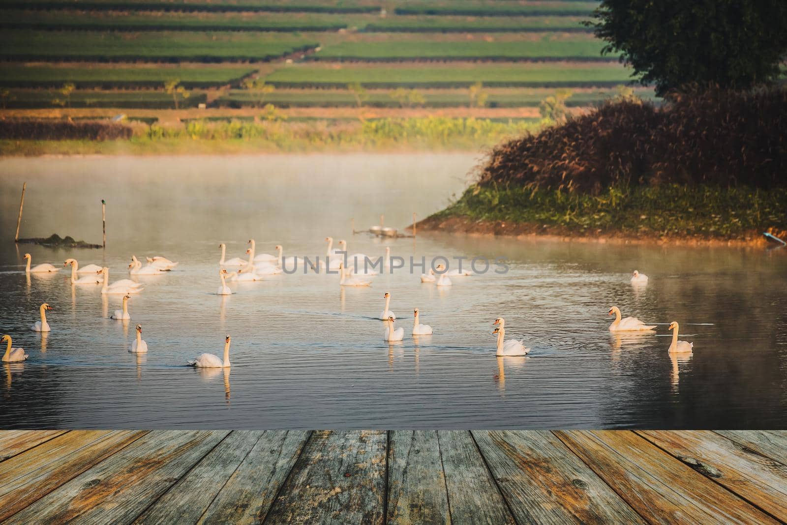 wood floor swan on lake in the morning