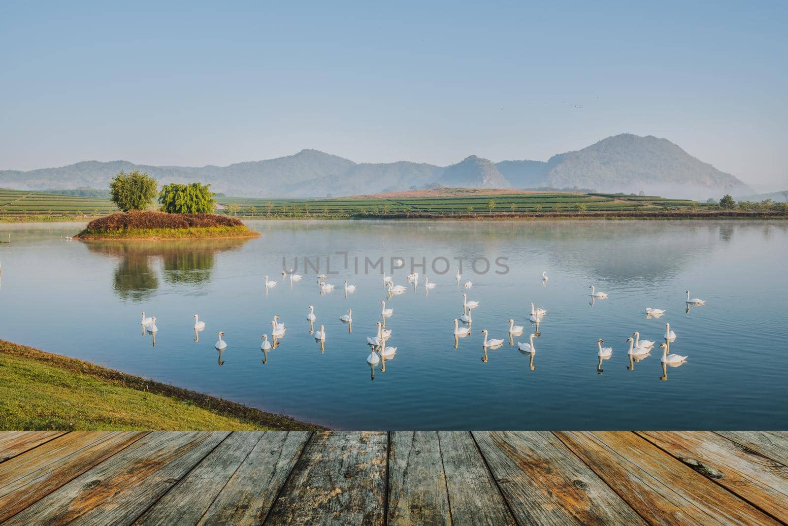 wood floor swan on lake in the morning