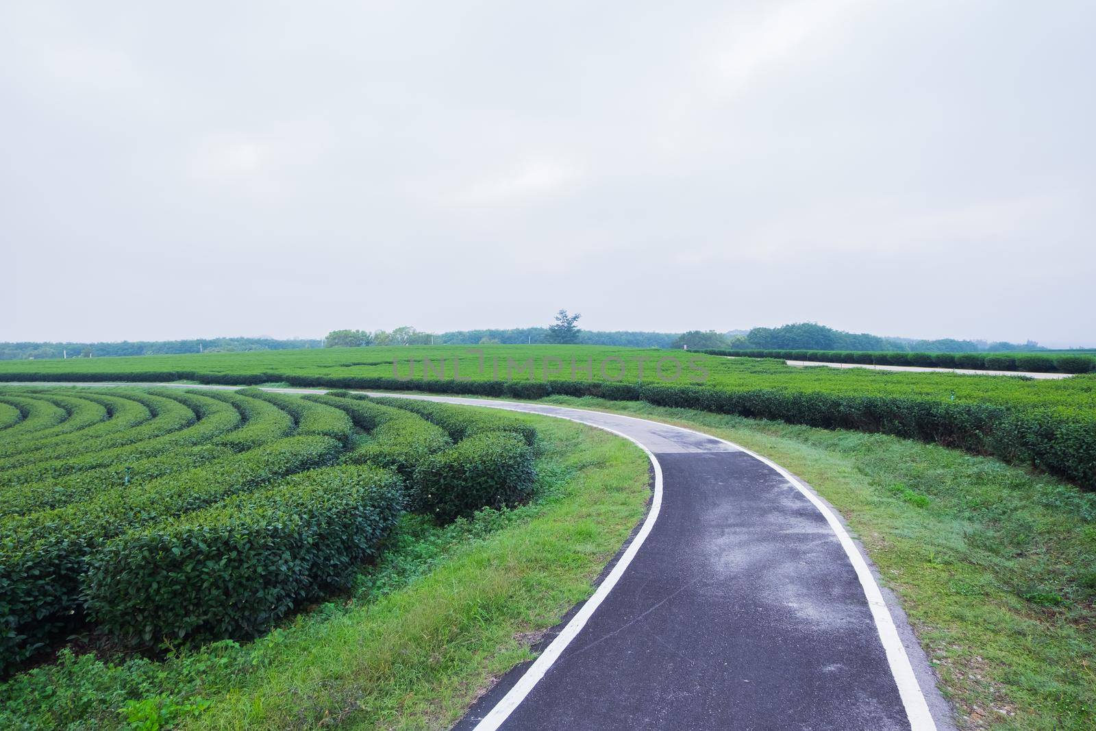 road and tea farm