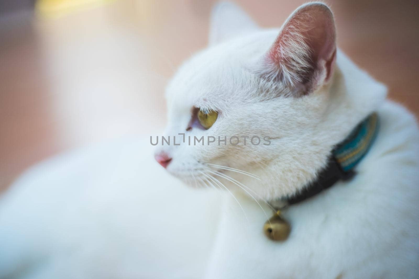 close up thai cat sitting on the floor by Wmpix