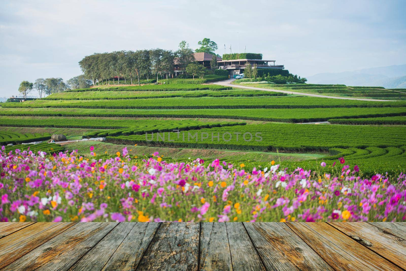 wood floor on The Cosmos Flower of grassland