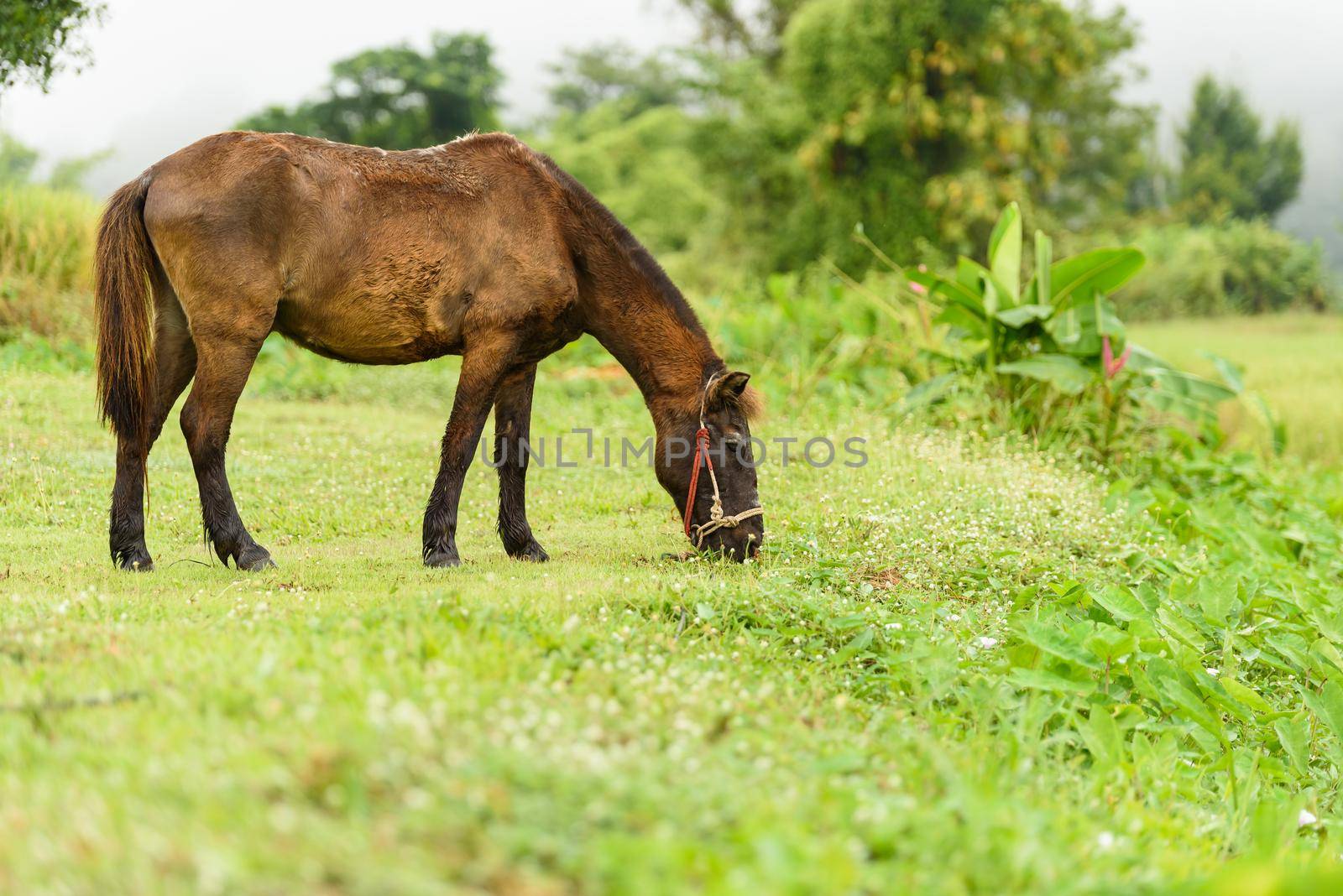 horse on the green grass in the morning