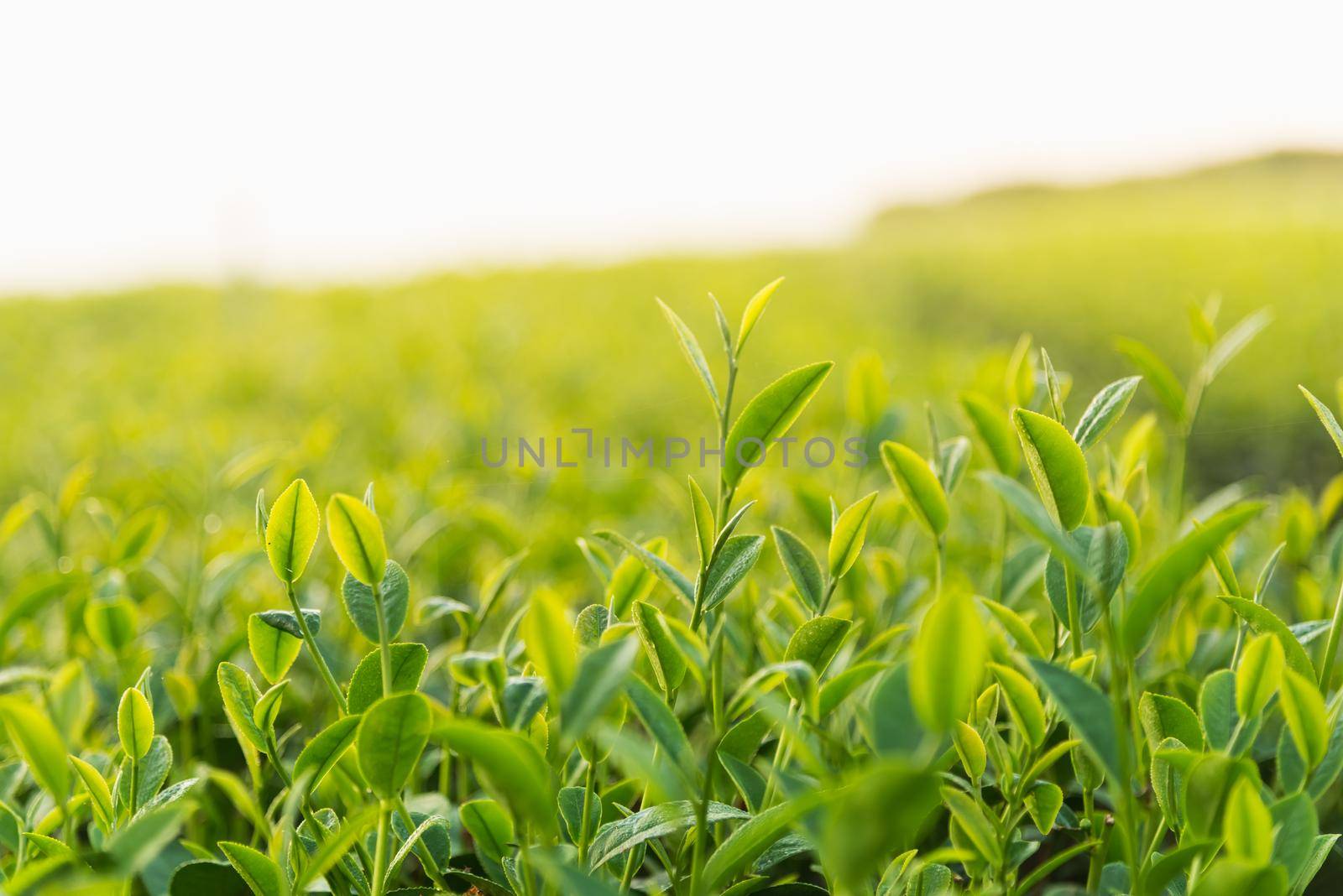 tea farm in the morning by Wmpix