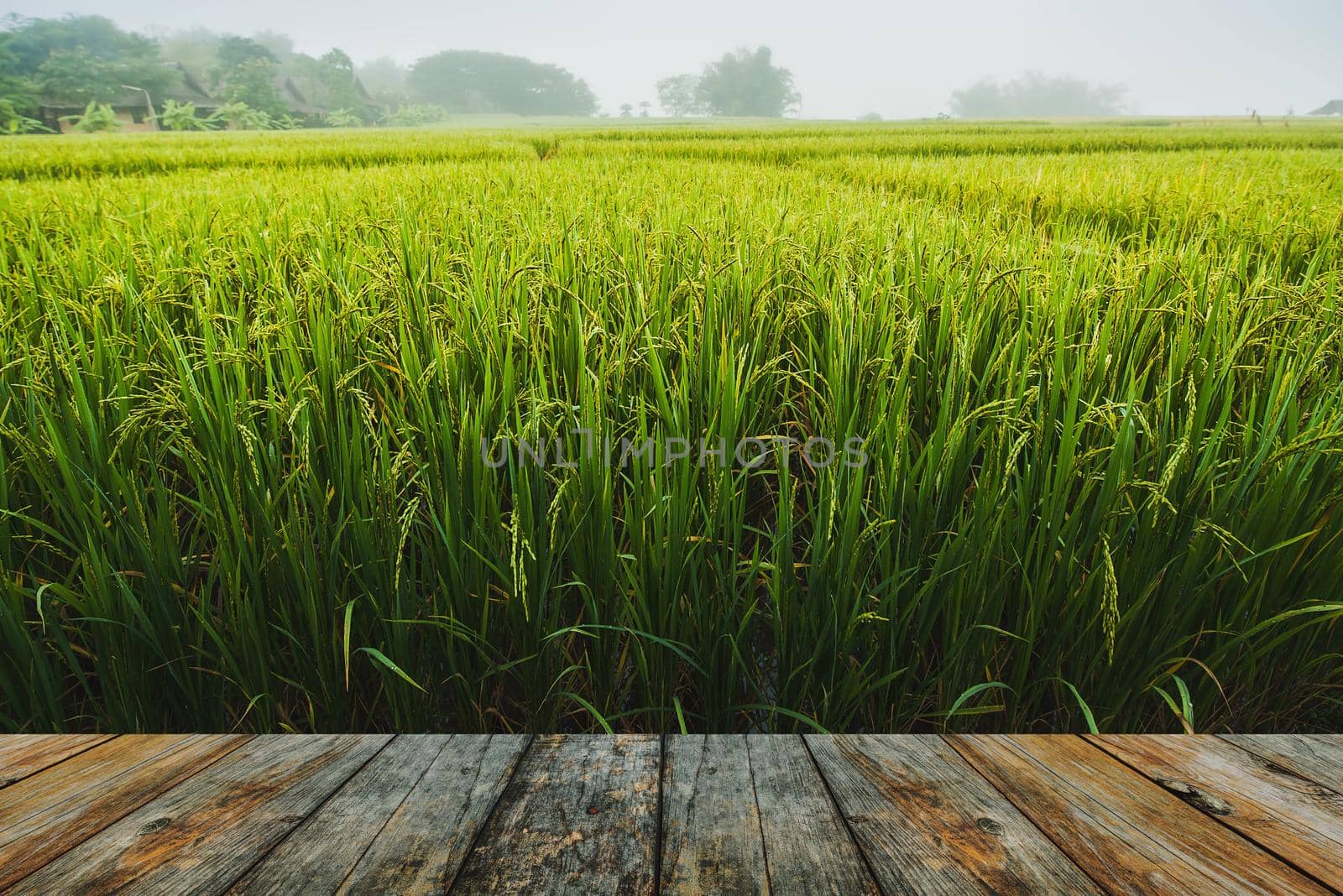 wood floor rice field with pathway by Wmpix