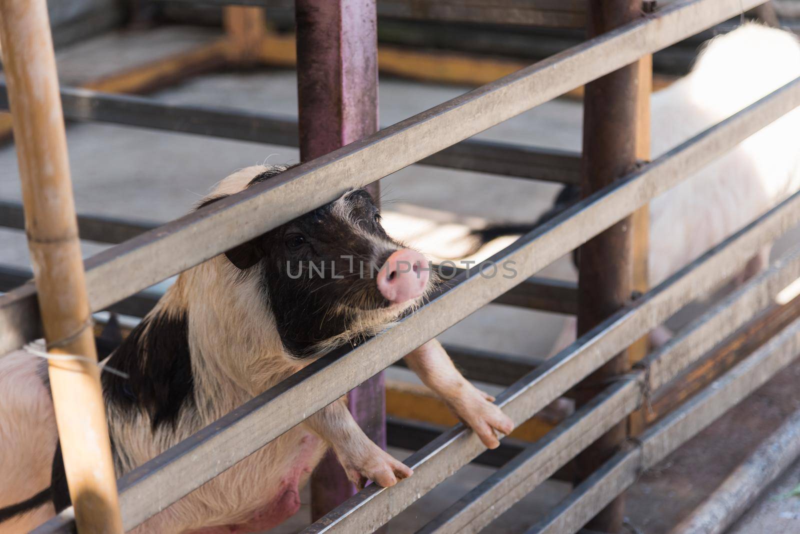 Pig at the farm by Wmpix