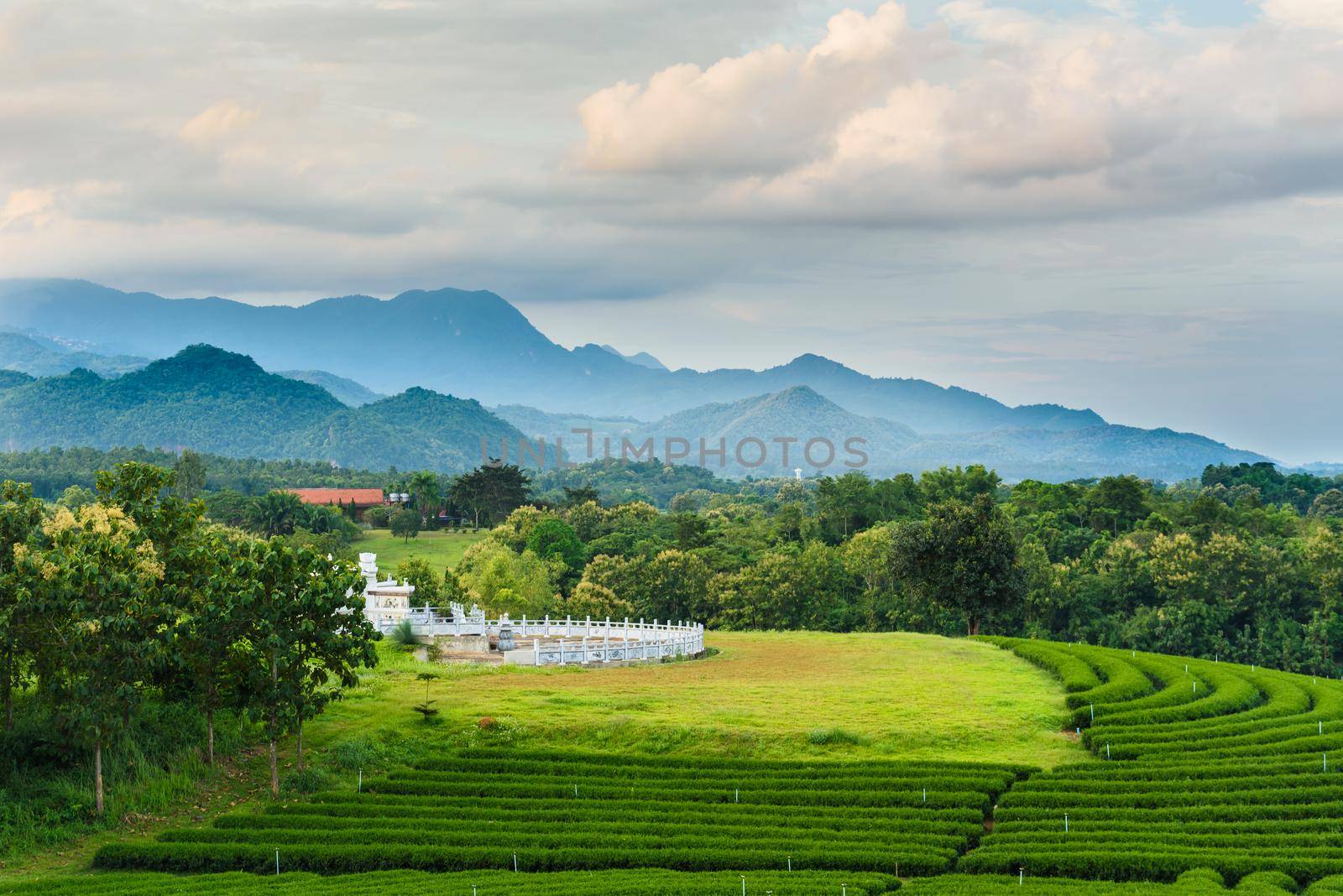 Tea farm blue sky