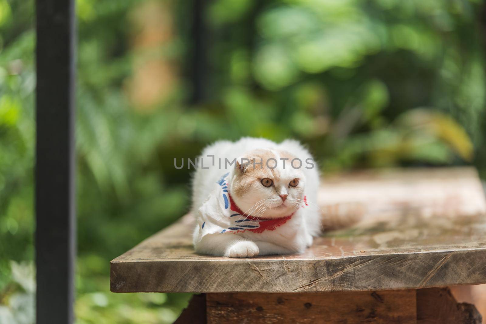 cat on the wood table