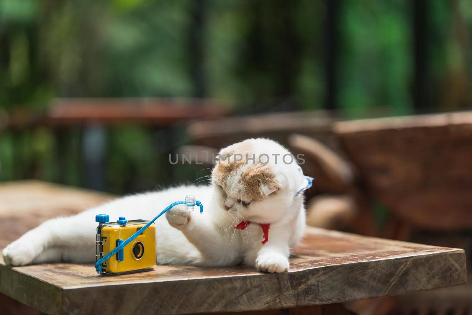 little cat playing camera on wood table by Wmpix