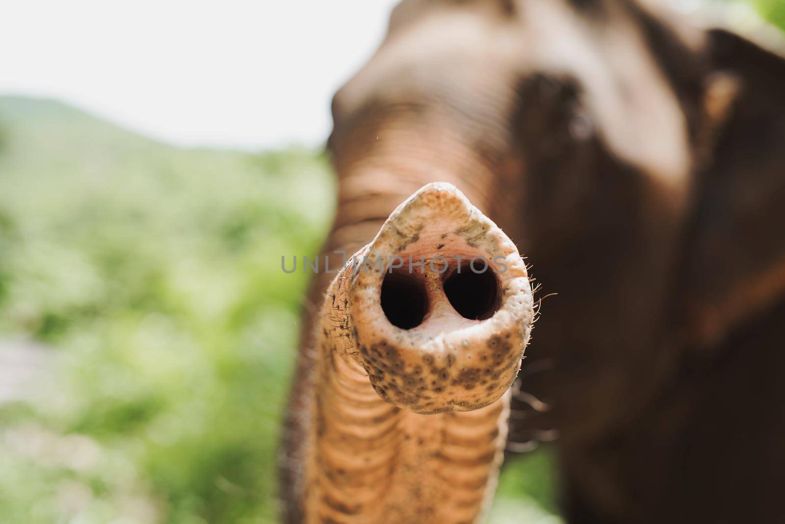 Elephants trunk close shot by Wmpix