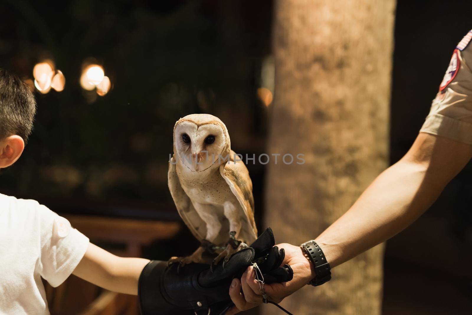 Owls perch on the hand by Wmpix