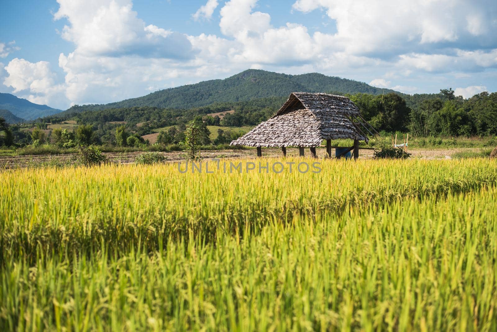 Rice Paddy on Terraced Fields by Wmpix