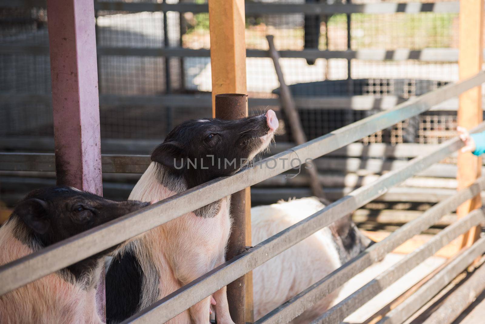 Pig at the farm by Wmpix