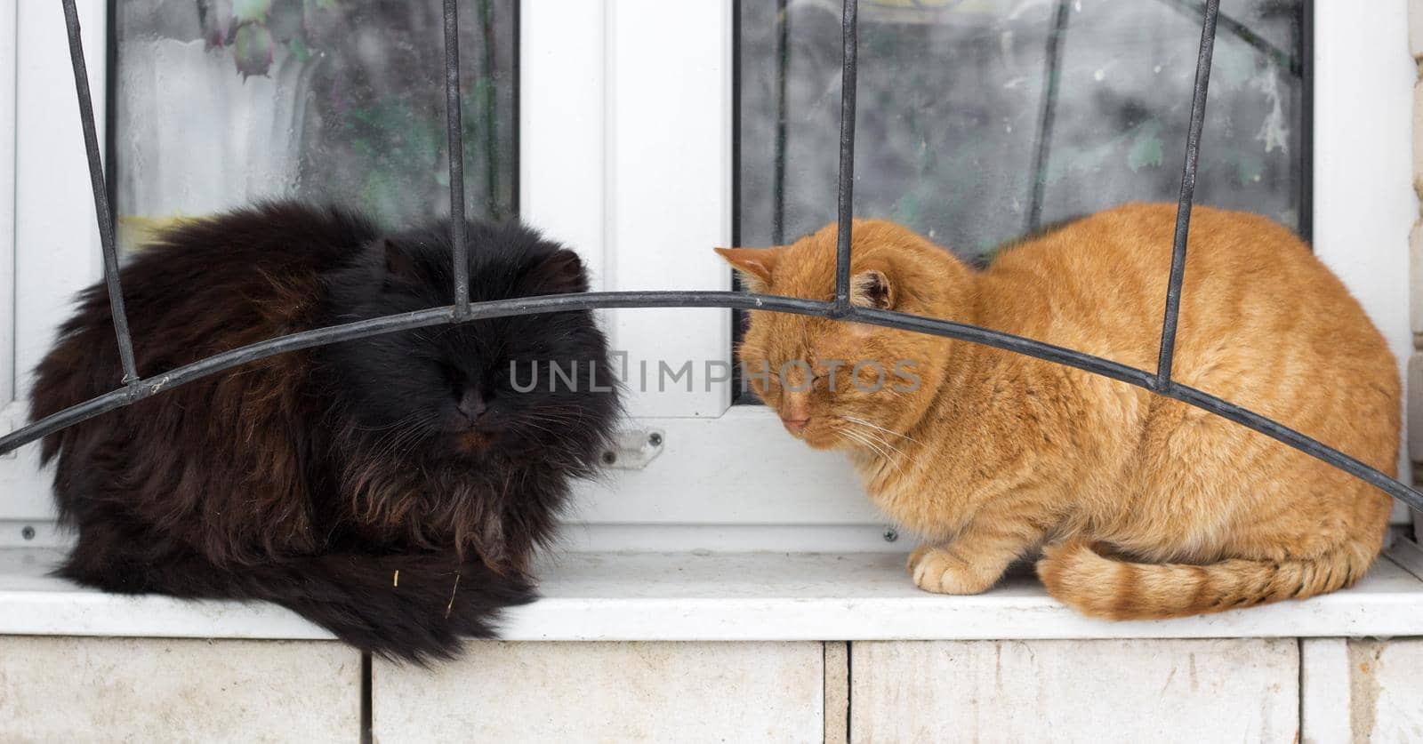 Close up of two black red furry cats sit on window by VeraVerano