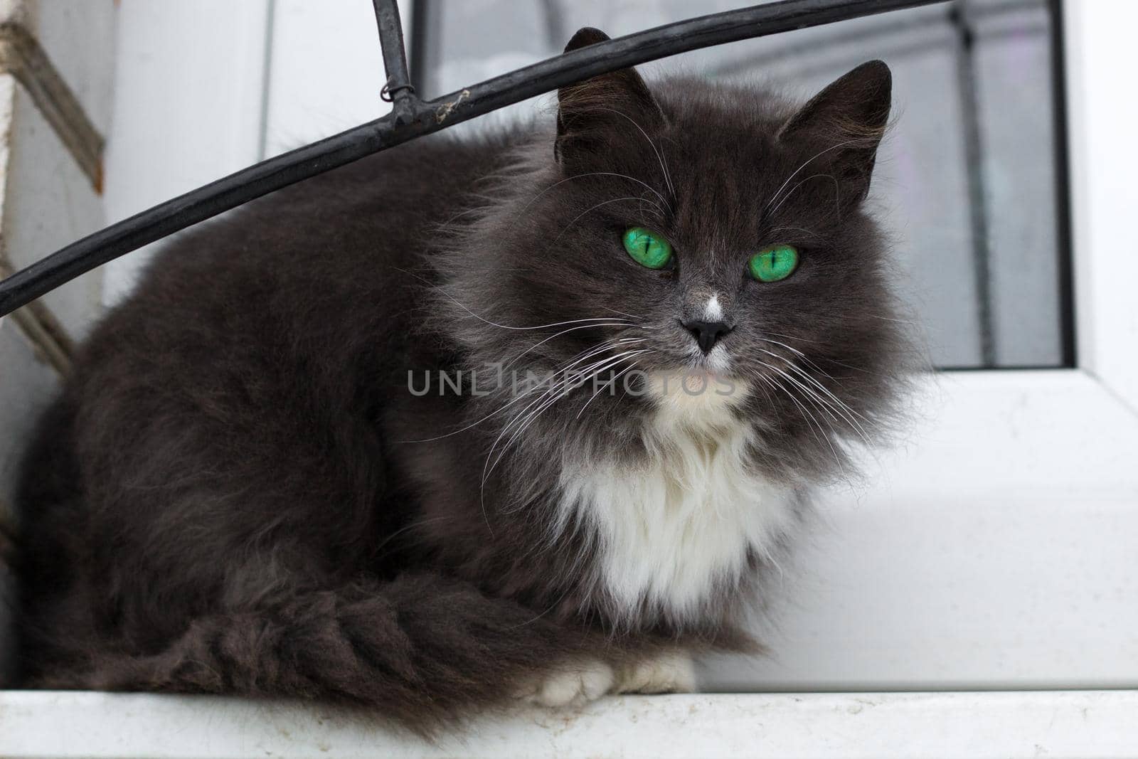 Close up of small black furry cat with bright green eyes on window by VeraVerano