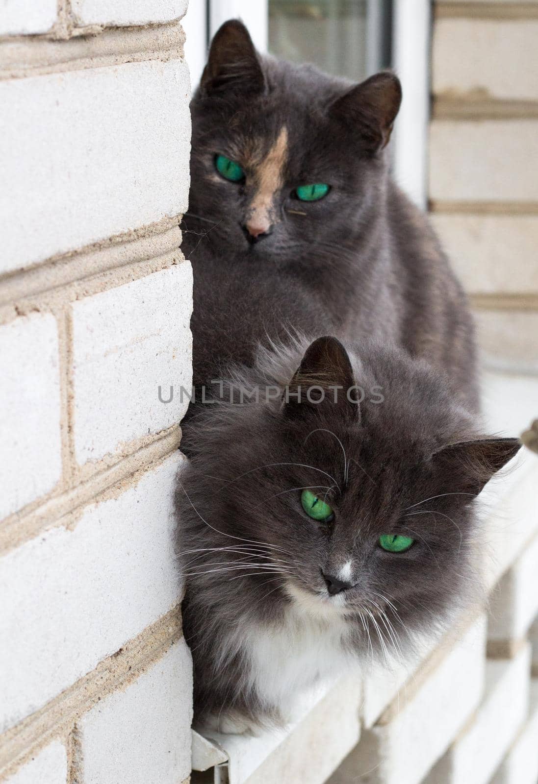 Close up of two gray furry cats with green eyes on window
