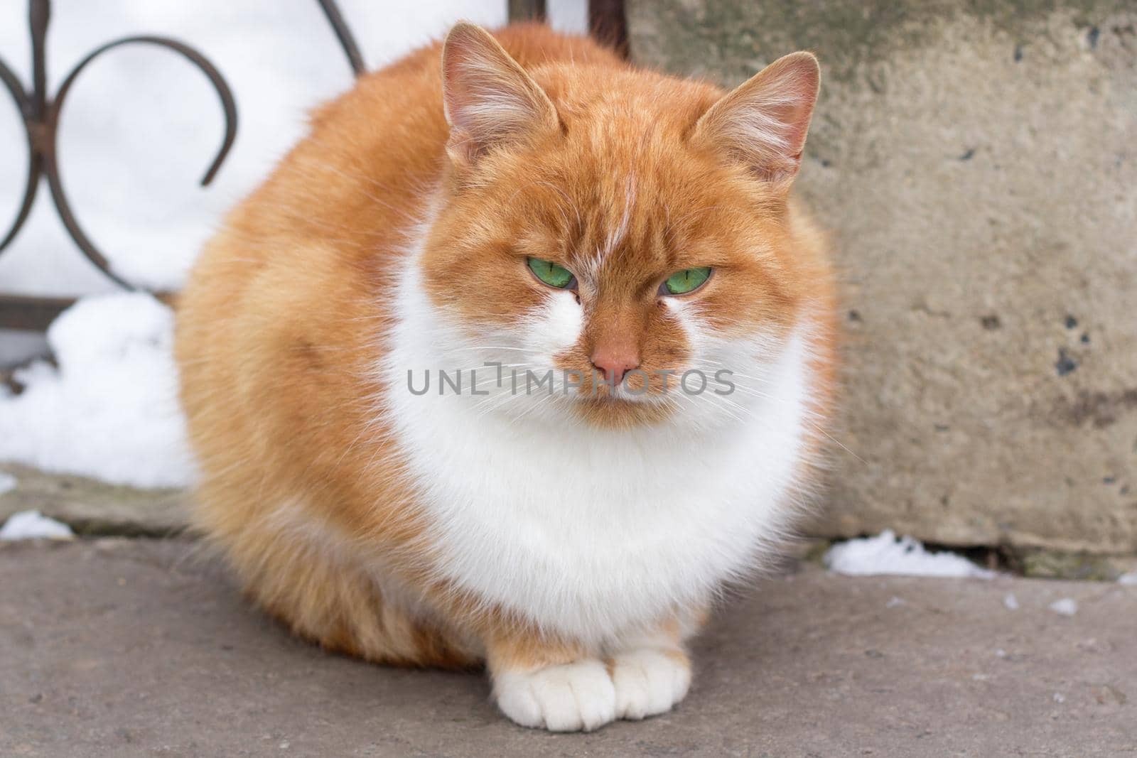 Close up of small red furry cat sitting in winter snowed yard by VeraVerano