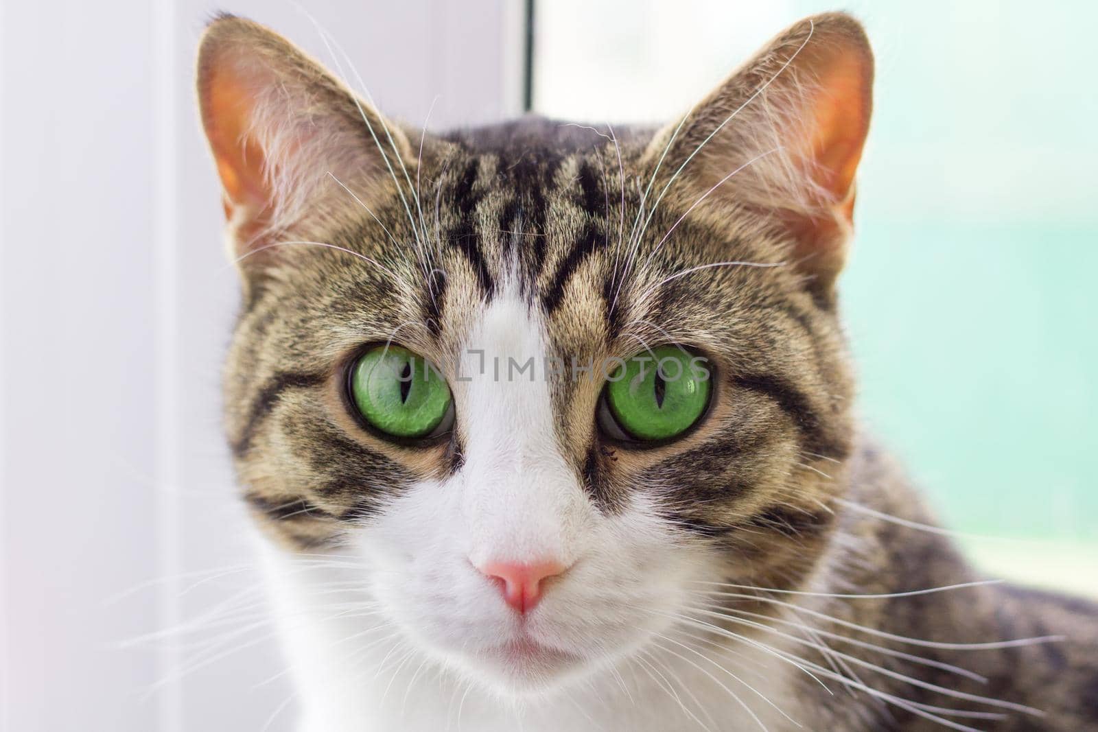 Portrait close-up of domestic striped cat with green eyes by VeraVerano