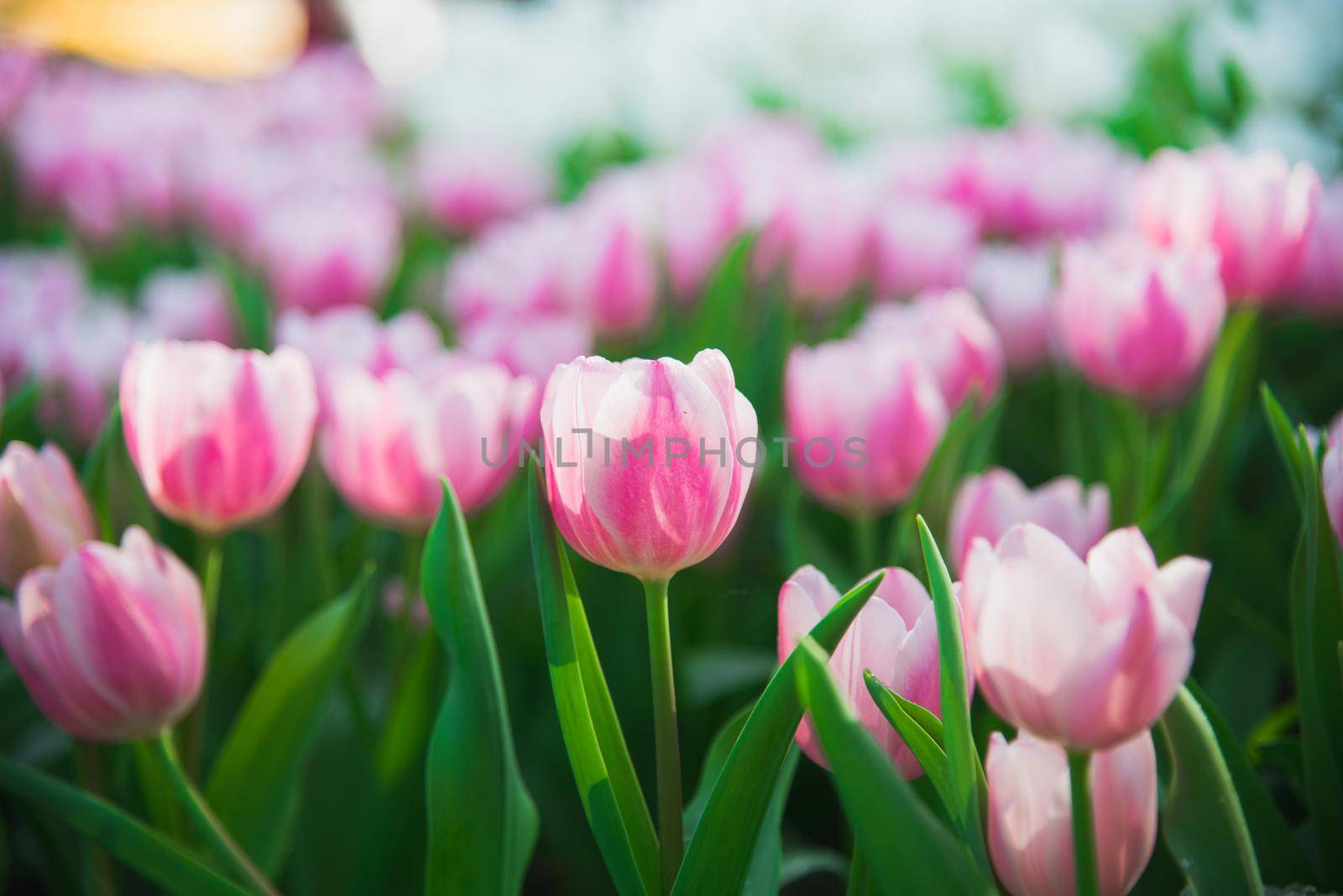 tulips in spring sun by Wmpix