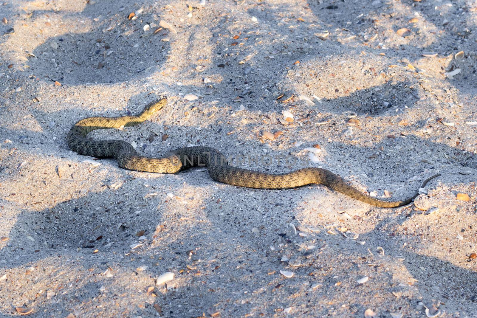 Dangerous poisonous amphibian snake viper Vipera Renardi on beach sands by VeraVerano