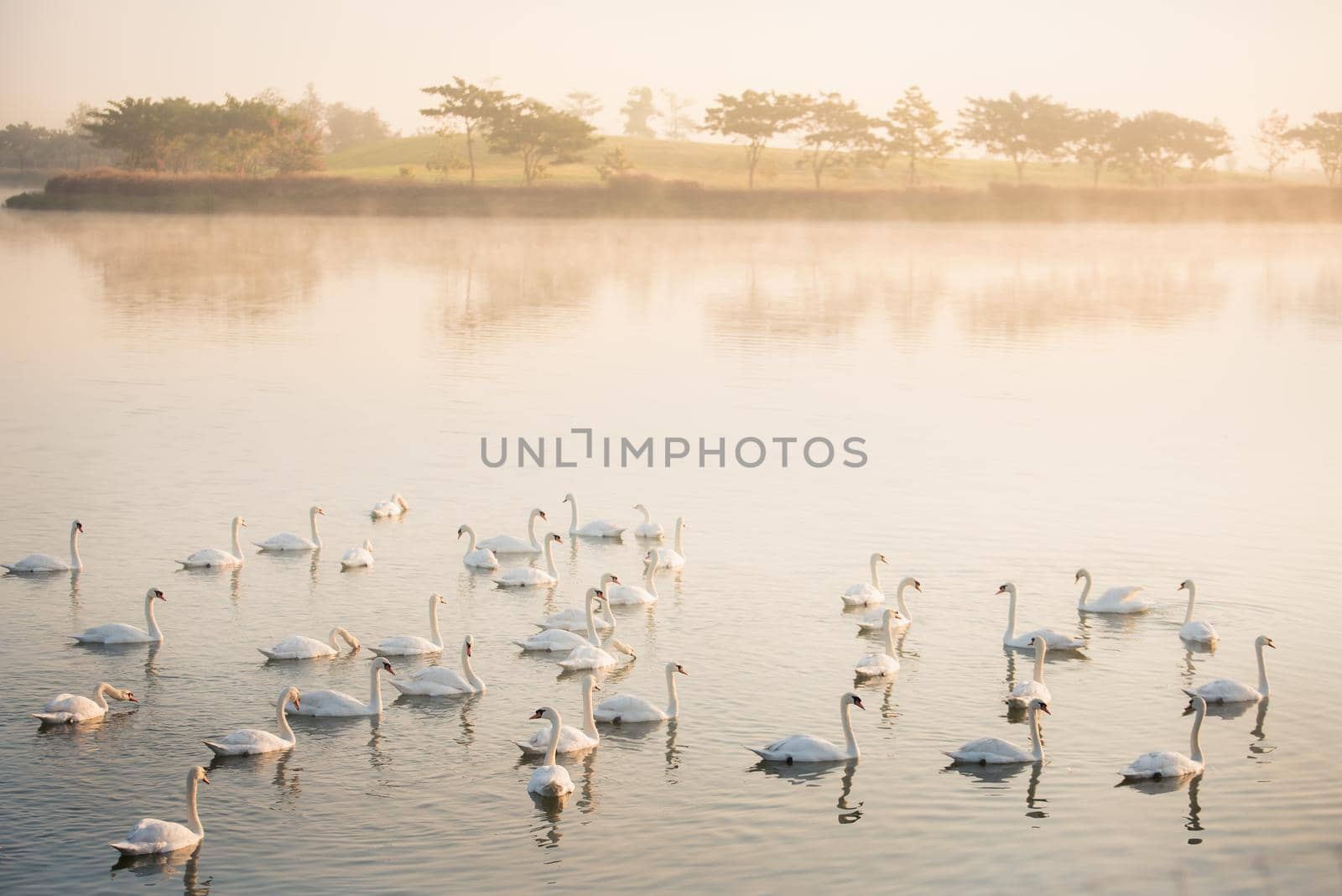 swans in lake at sunrise by Wmpix