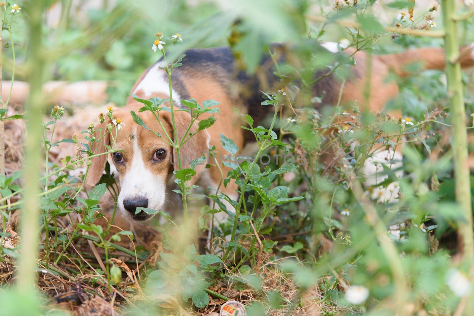 beagle portrait