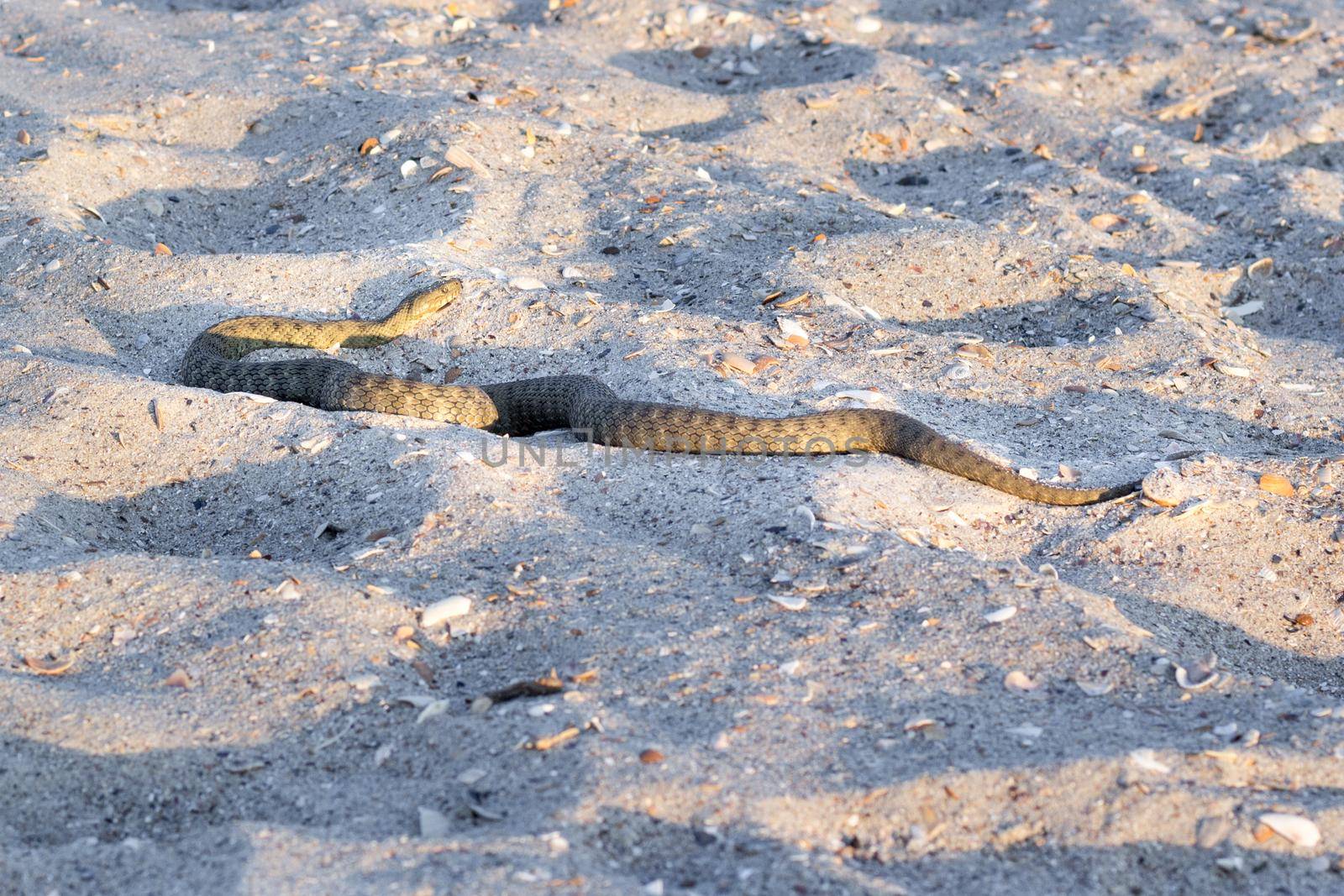Dangerous poisonous amphibian snake viper Vipera Renardi on sea beach sands by VeraVerano