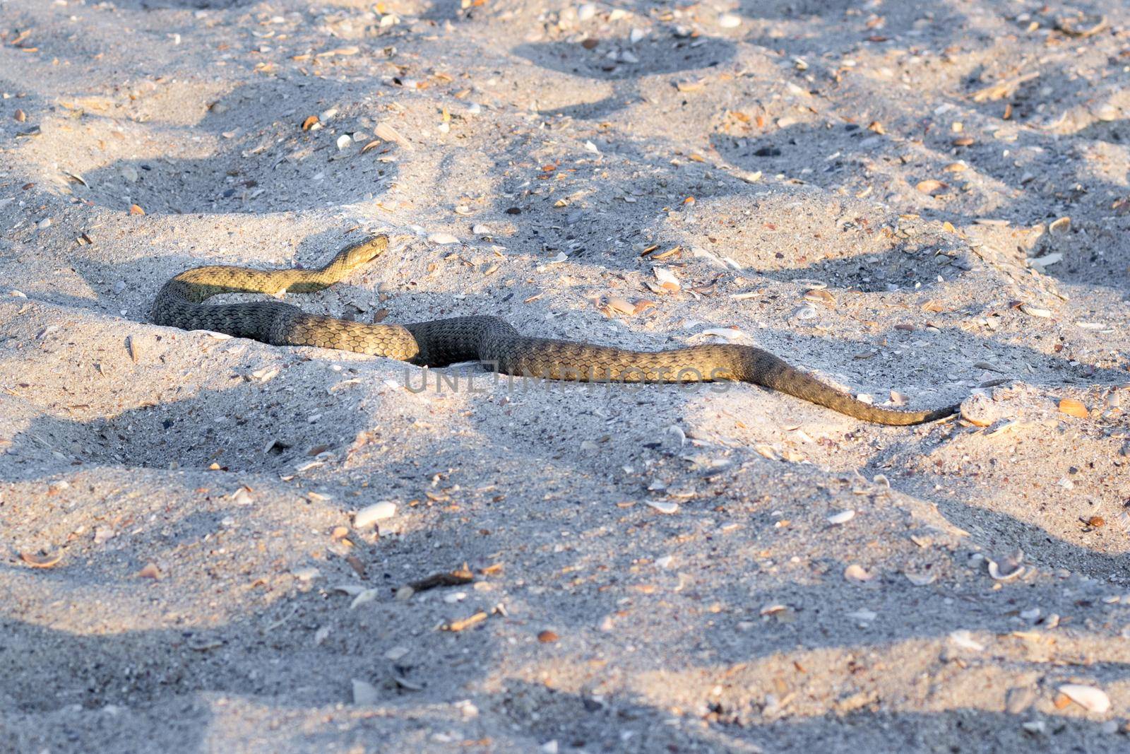 Dangerous poisonous amphibian snake viper Vipera Renardi on beach sands