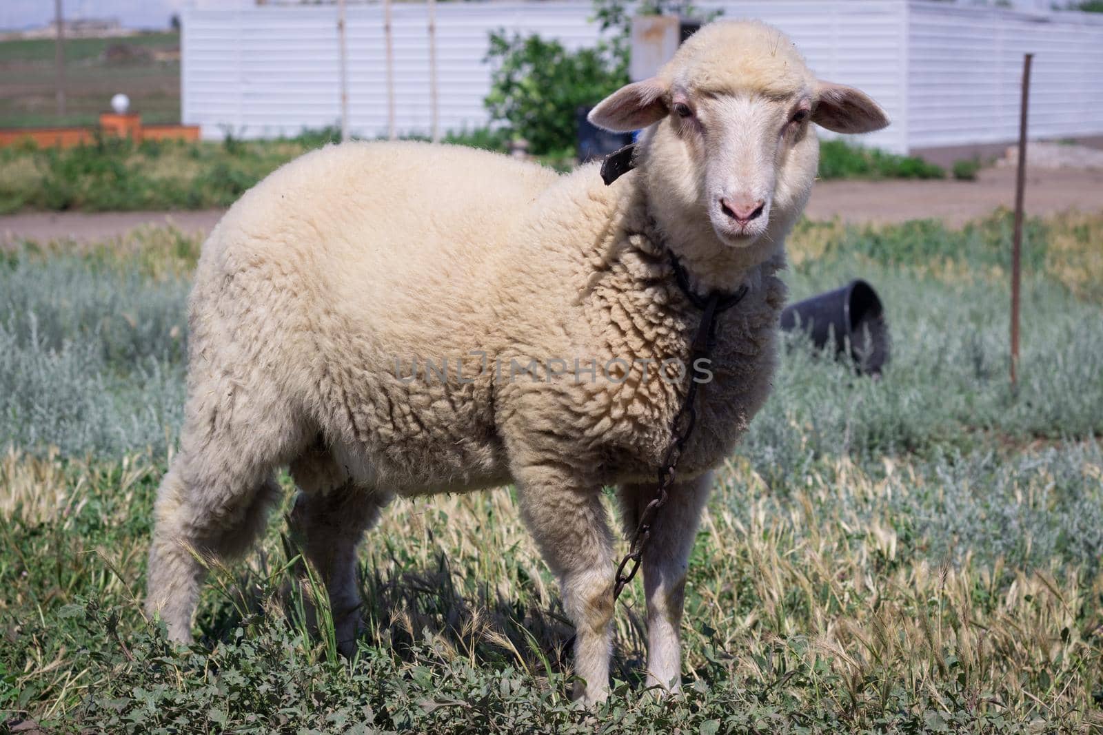White sheep stands on green grass pasture breeding by VeraVerano