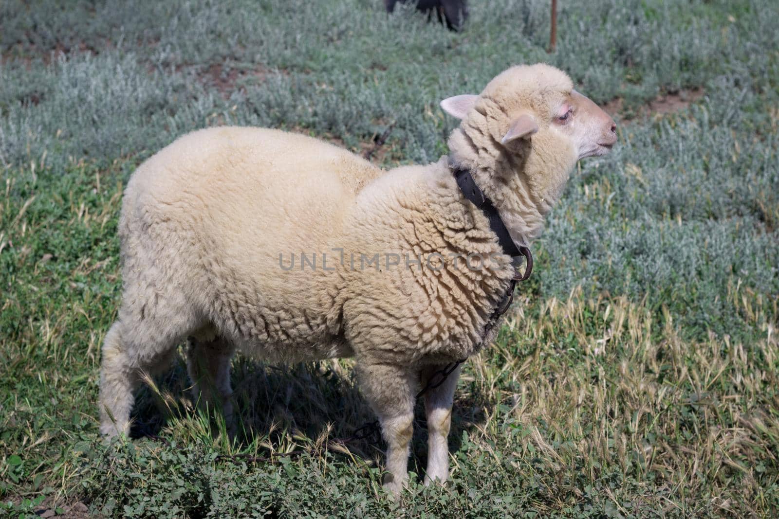 White sheep stands at green pasture breeding by VeraVerano
