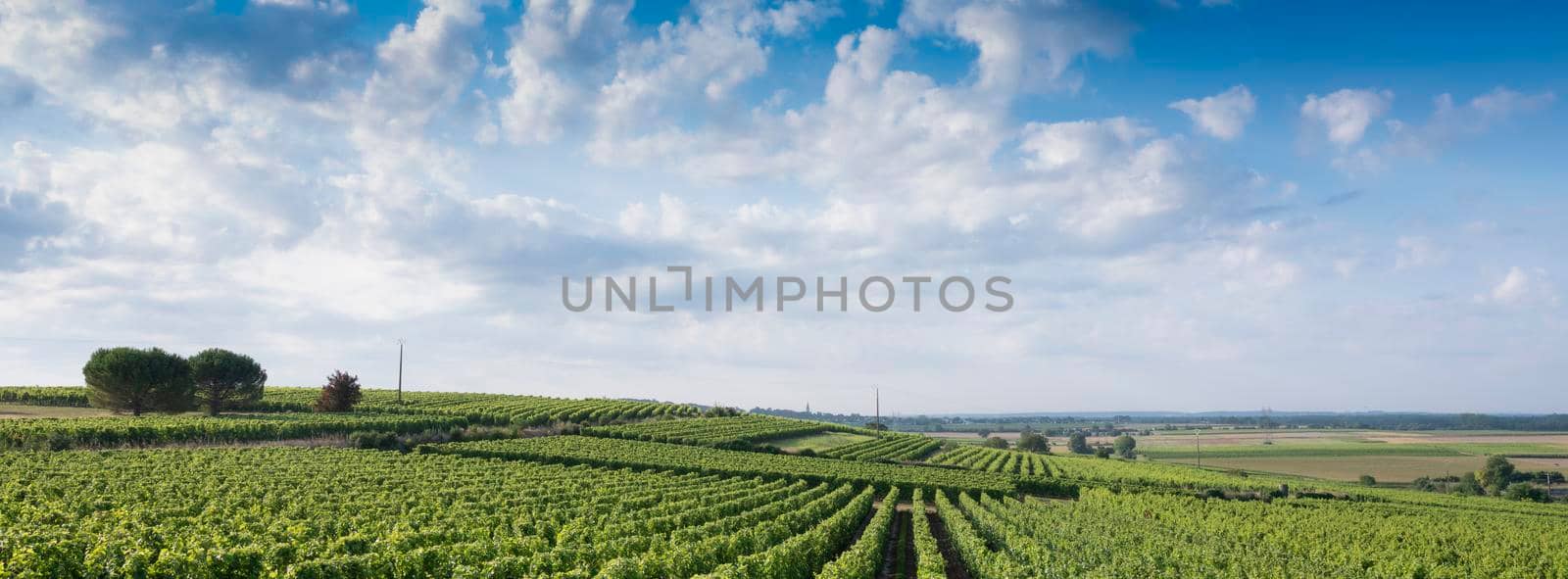 green landscape near saumur in Parc naturel regional Loire-Anjou-Touraine with vineyards under blue summer sky