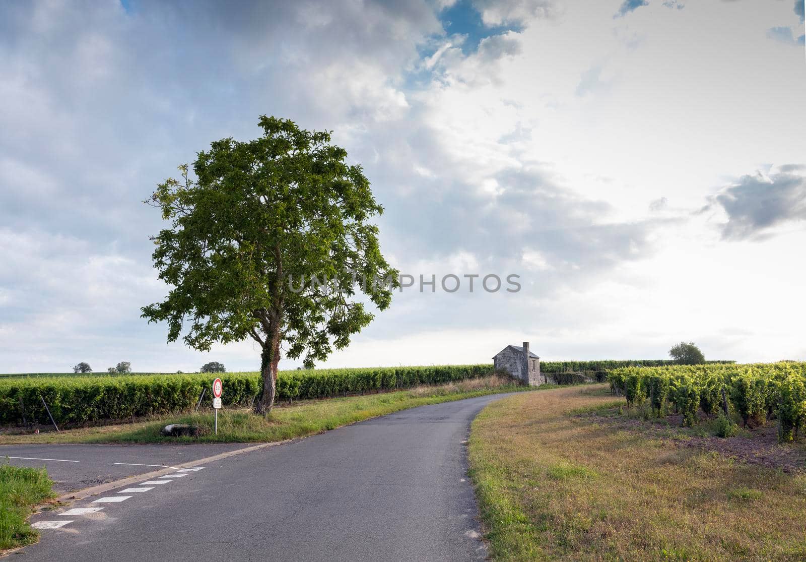 blue summer sky over vineyards and old stone walls in Parc naturel regional Loire-Anjou-Touraine near river loire in france