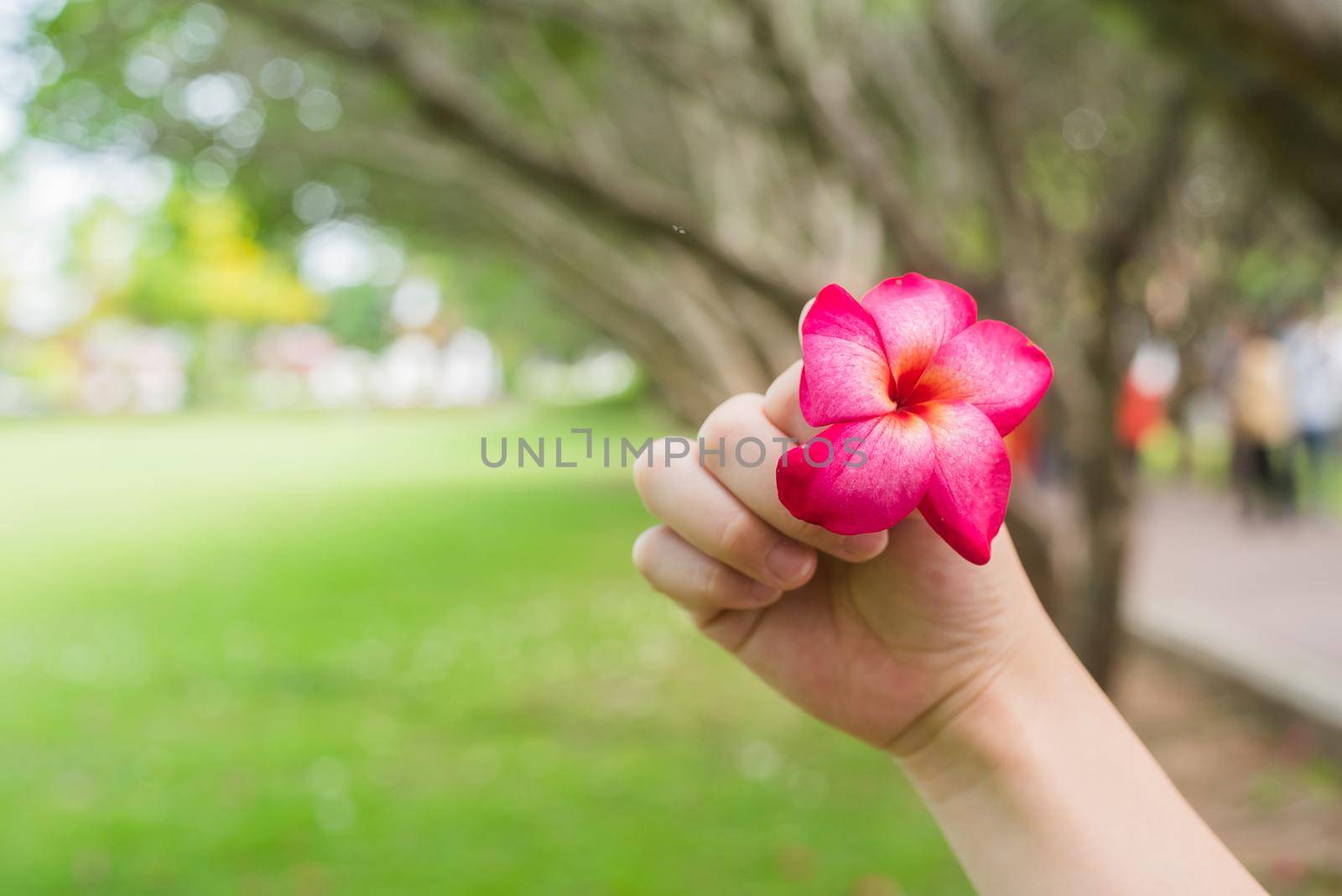 Autumn flower in girl hands by Wmpix