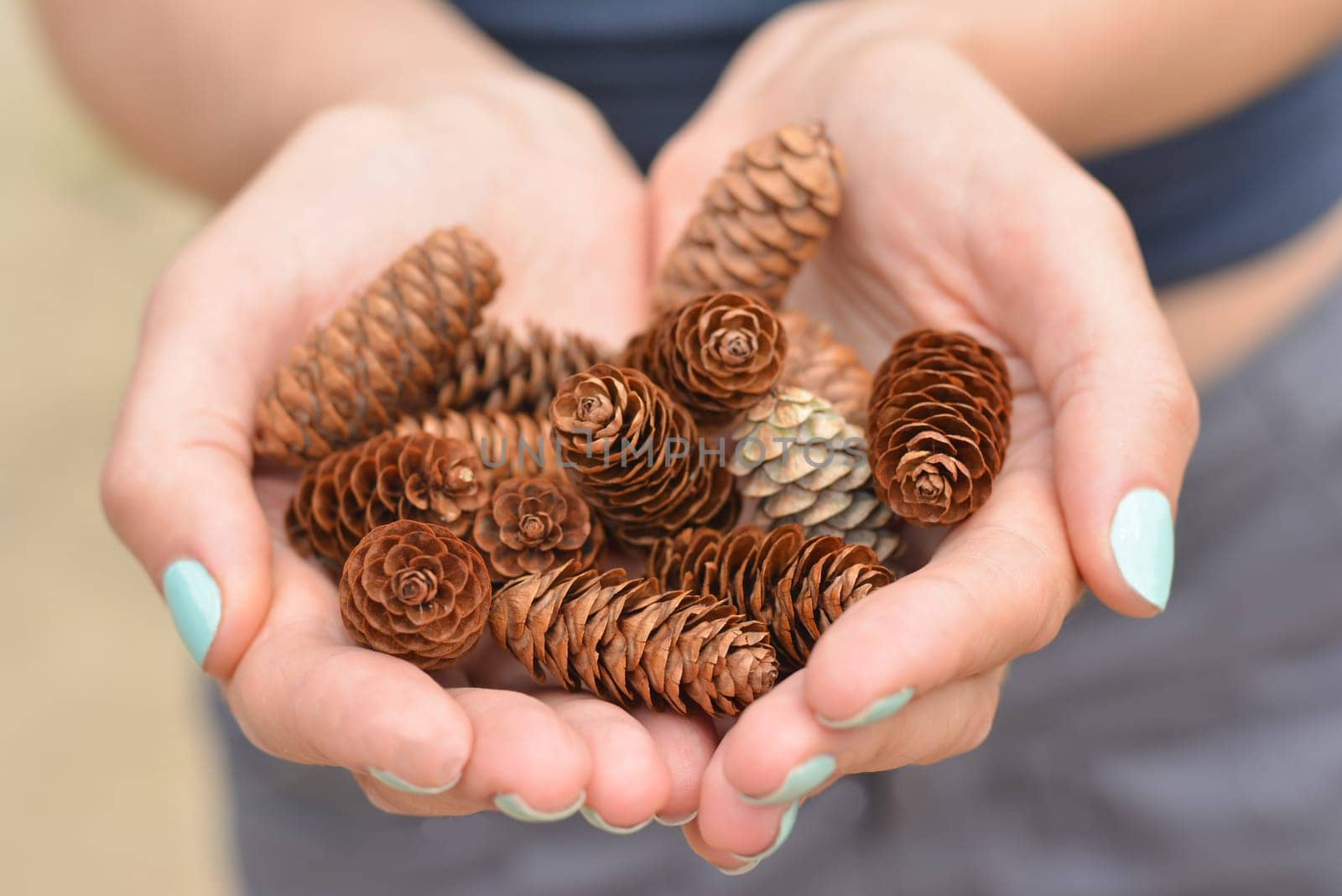 Girl with manicure in the forest of Canada holds a handful of pine cones