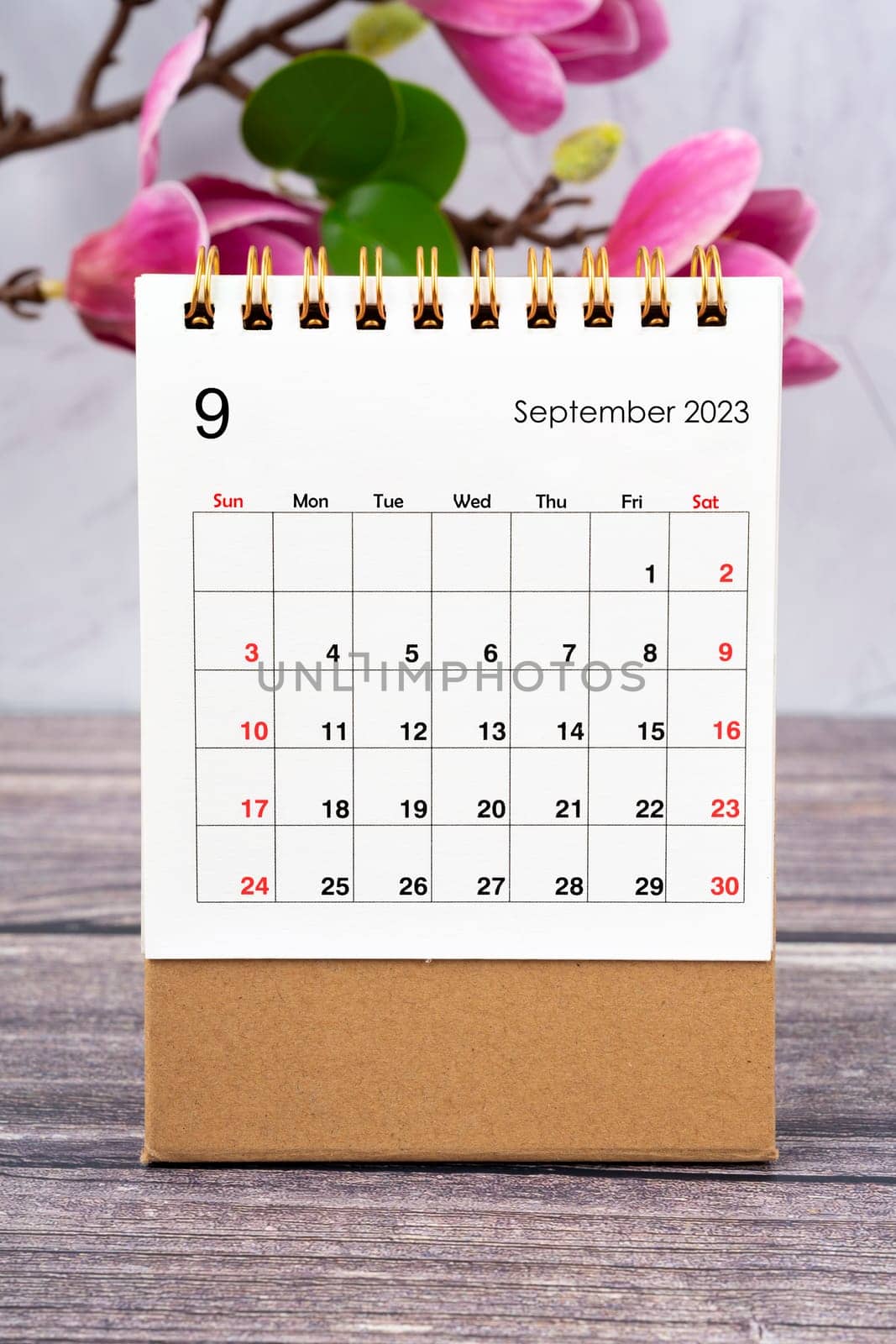 September 2023 desk calendar and white pink magnolia flower on wooden background.