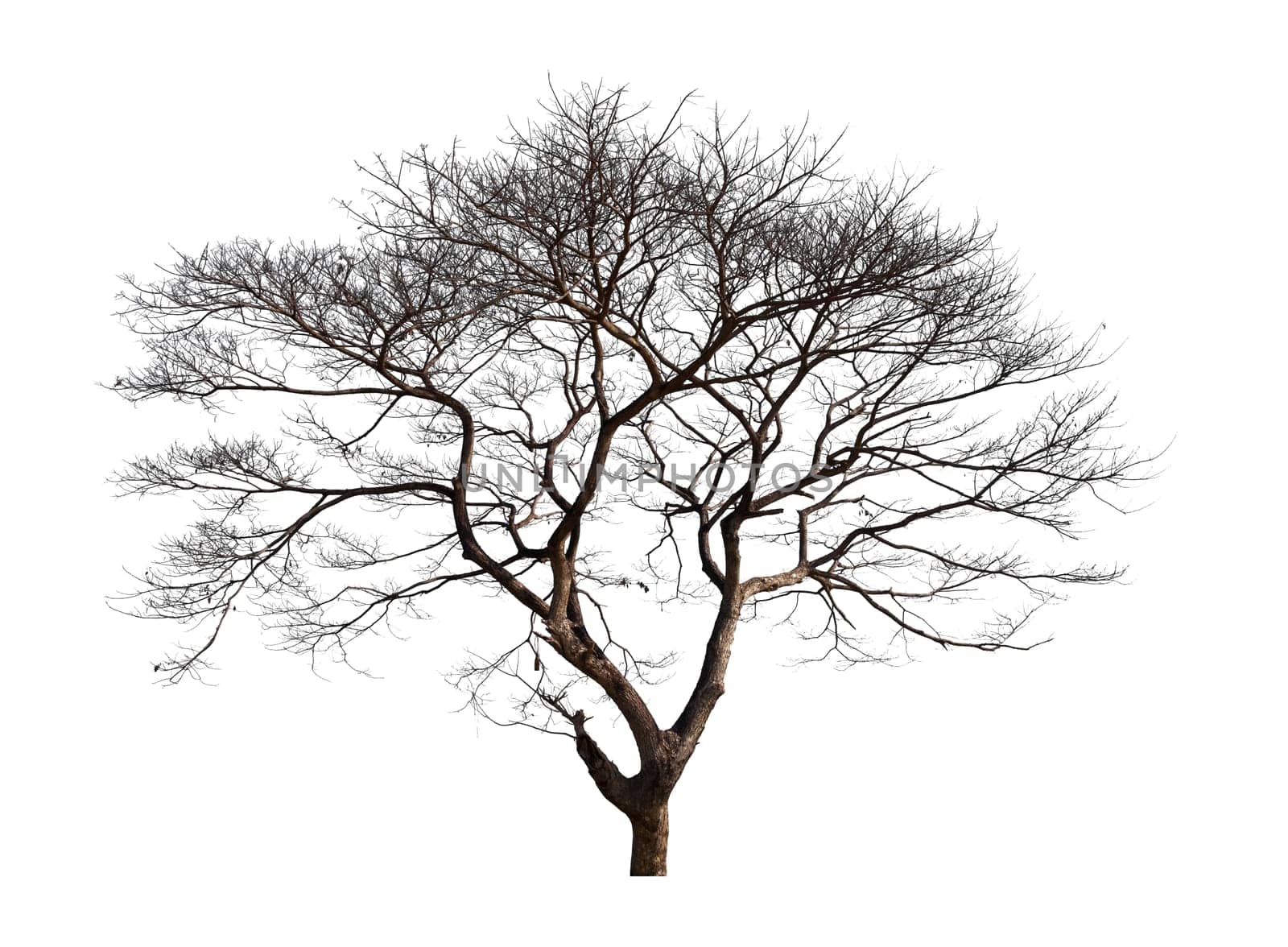 Big Dead tree isolated with white background