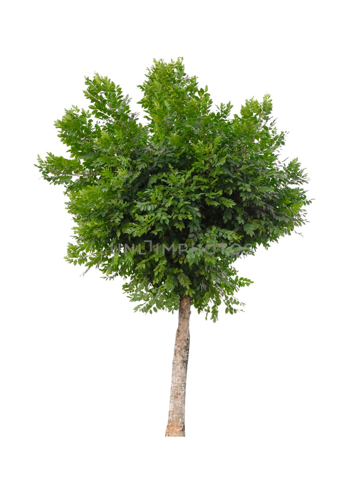 The Tree isolated on white background, Save Clipping Path. Tropical tree isolated. by Gamjai