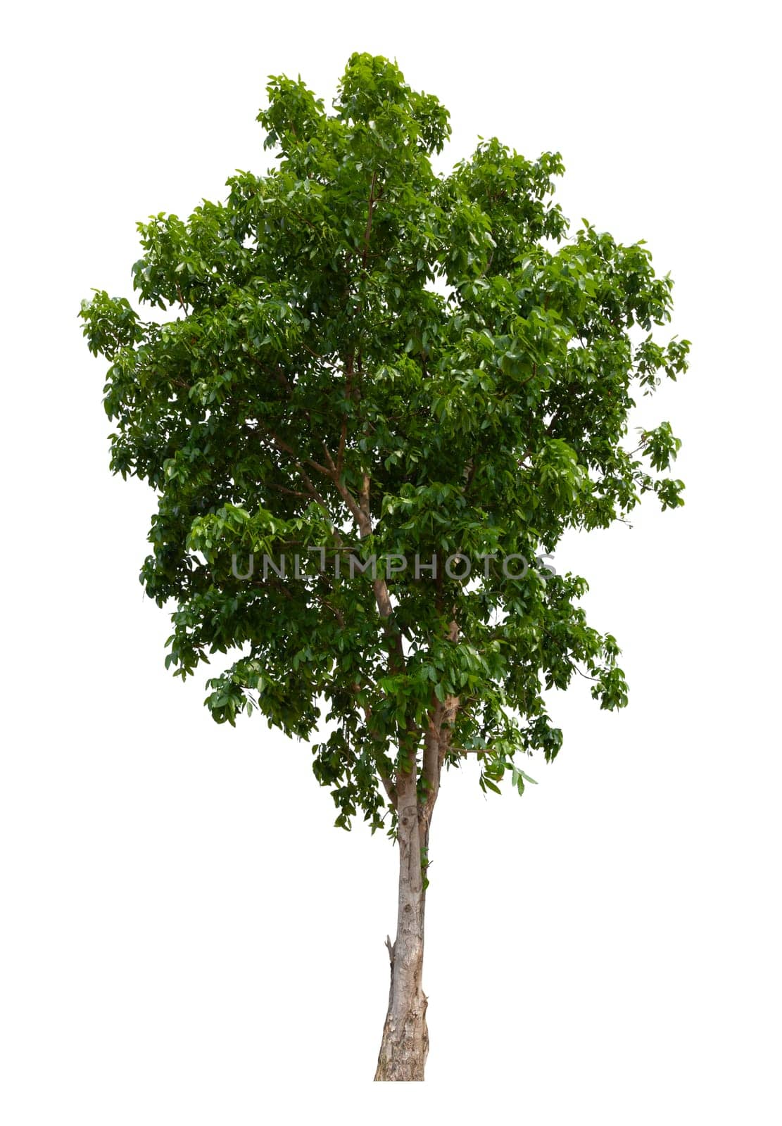 Tree isolated on white background, Save Clipping Path. Tropical tree isolated.