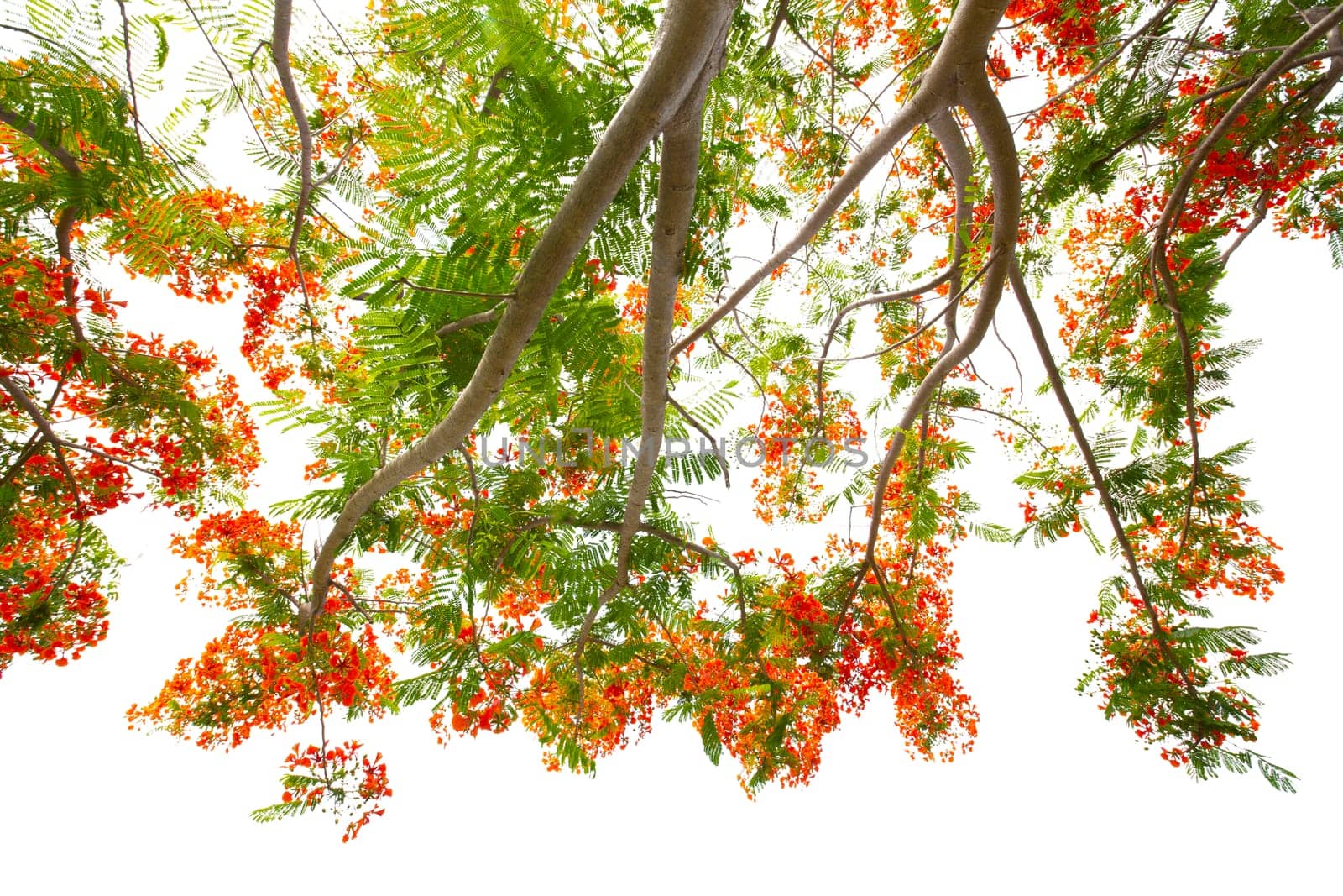 Close up Under Flam boyant tree or Flame tree or Royal Poinciana tree isolated on white background. by Gamjai