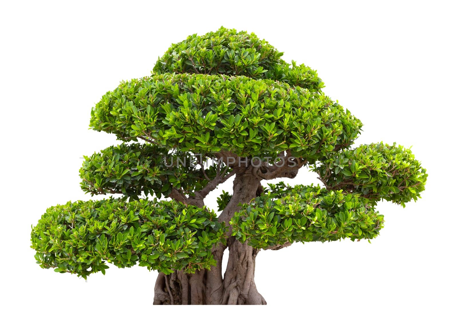The Ficus Bonsai, is a plant or tree that is dwarfed isolated on white background. Save Clipping path. by Gamjai