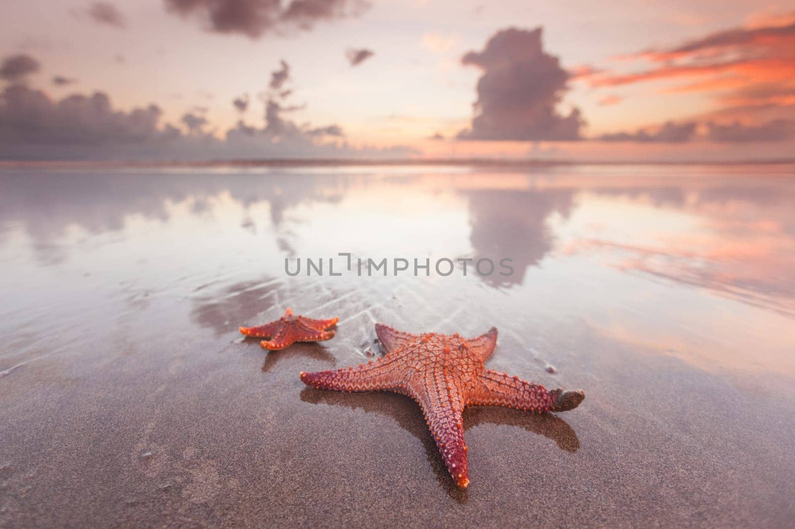 Two starfish on beach at sunset as summer vacation symbol