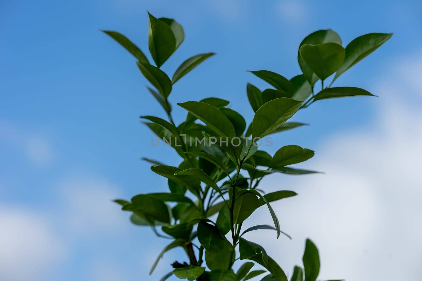 Green branch with leaves from a tangerine leaf against a blue blue sky. High quality photo