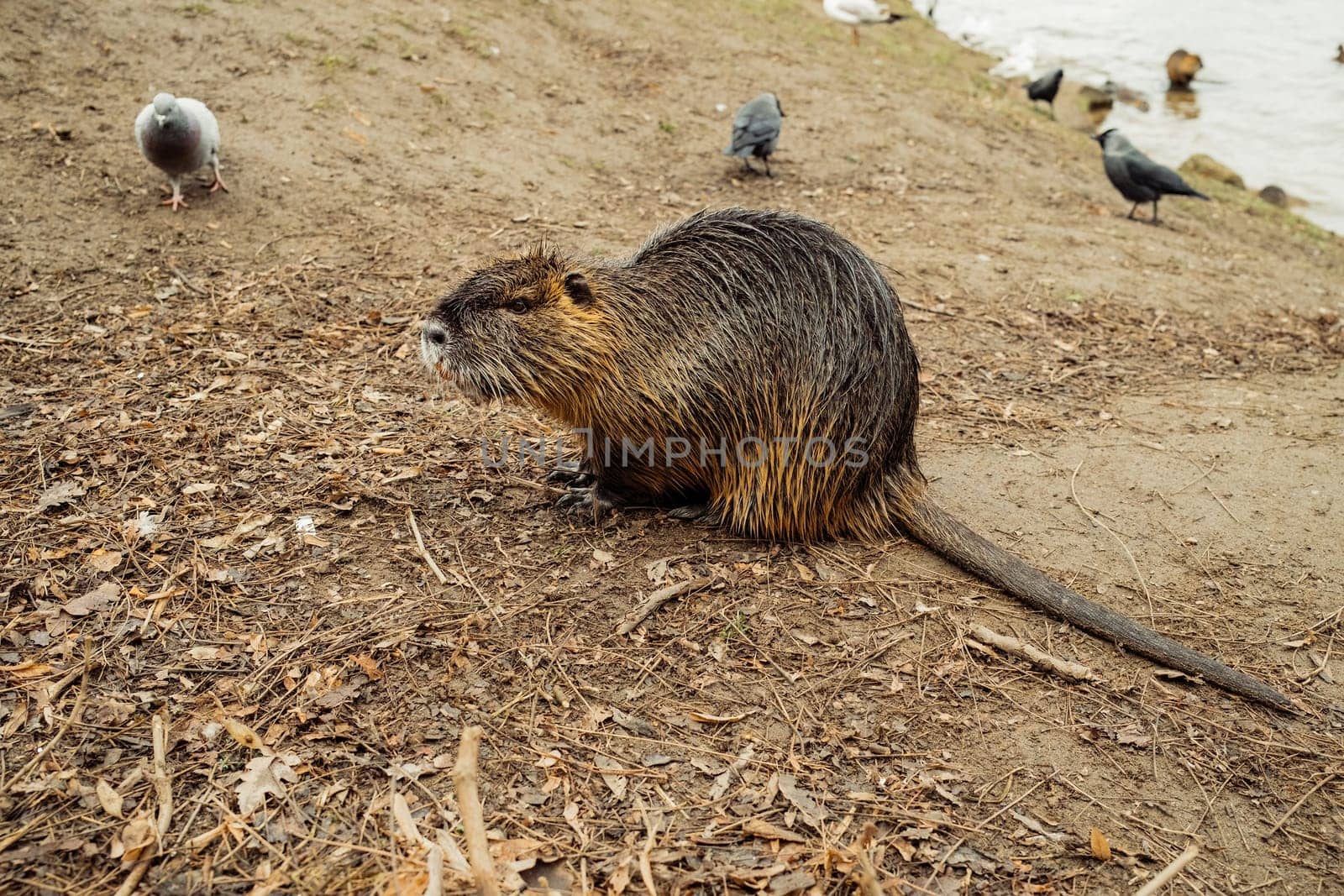 Nutria on river beach at winter. Myocastor coypus, mouse with big teeth. High quality photo