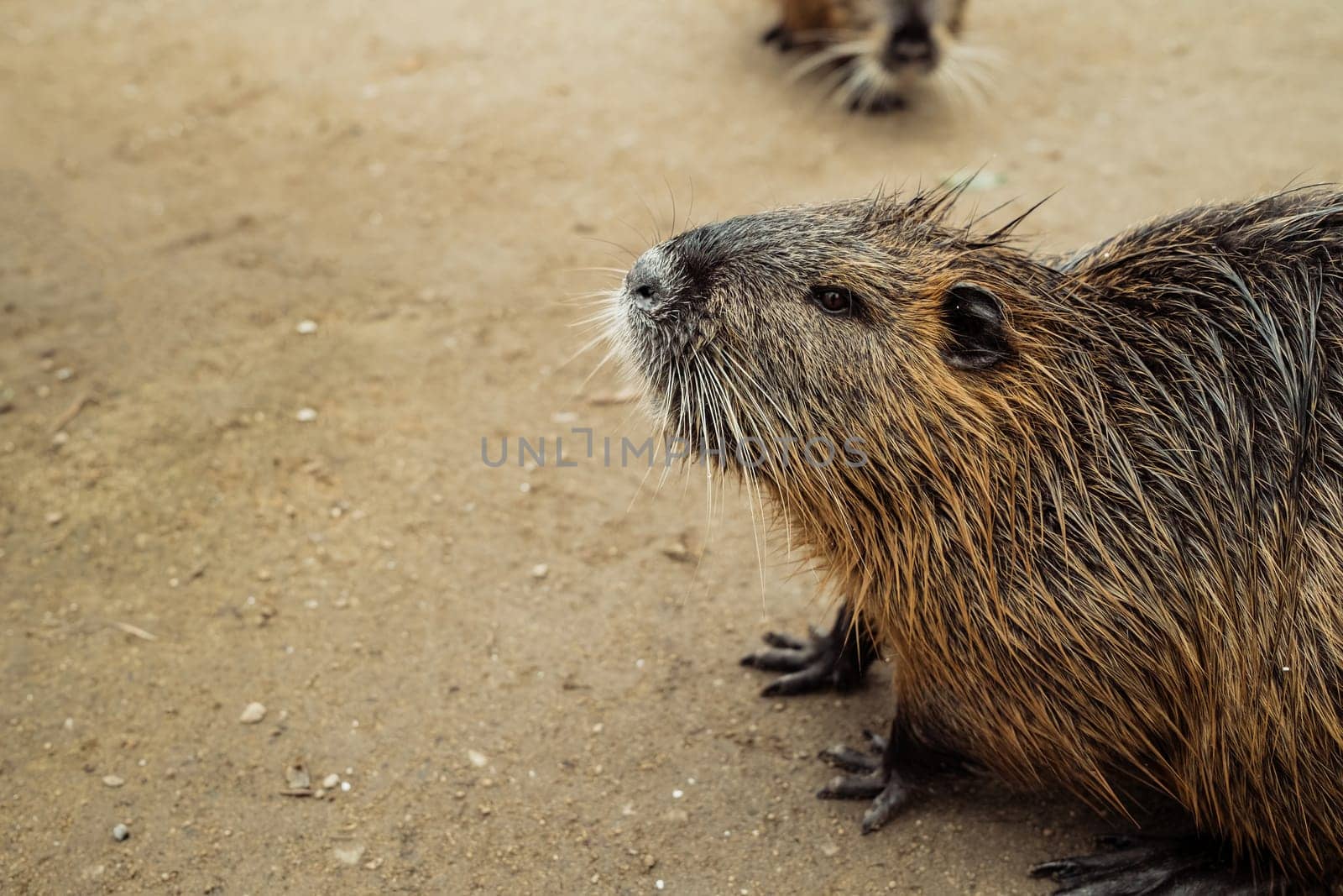 Nutria on river beach at winter. Myocastor coypus, mouse with big teeth. High quality photo