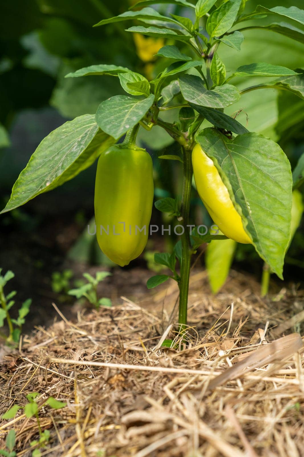 A lot of green peppers on a bush in a greenhouse. Peppers in a greenhouse. Plantation of green peppers. Organic farming, growth of young green hot peppers in a greenhouse.