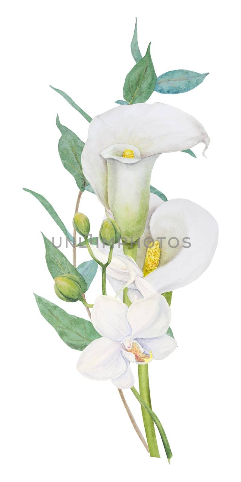 Watercolor clipart of white calla lily, orchid flower and eucaliptus branch. Handdrawn floral illustration for wedding invitations, floristic, beauty salon. Isolated composition of tropical water arum by florainlove_art