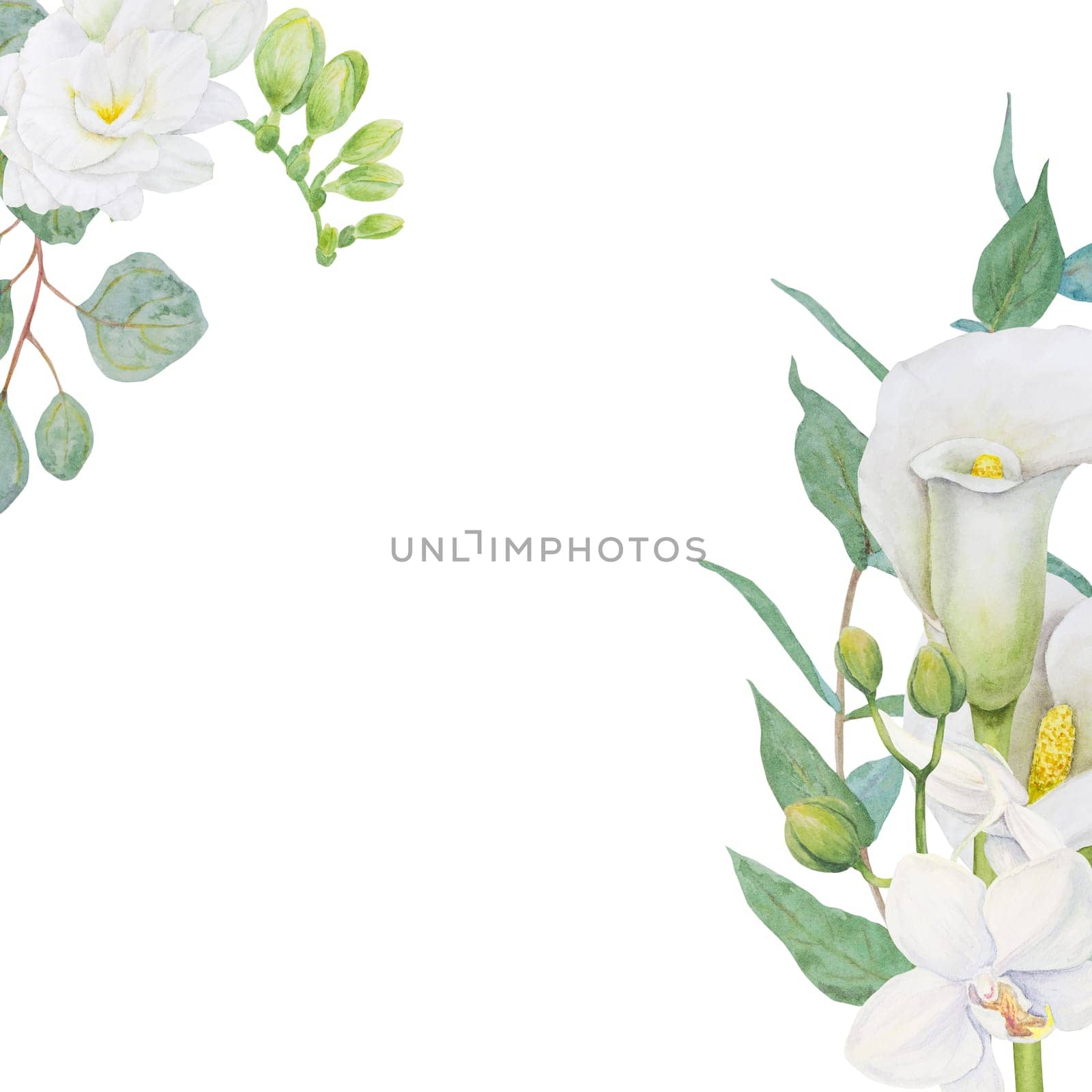 Watercolor clipart of white calla lily, freesia flowers and eucalipt. Hand drawn floral illustration for wedding invitations, floristic salons, cosmetics, beauty. Isolated tropical water arum for greetings, prints, posters