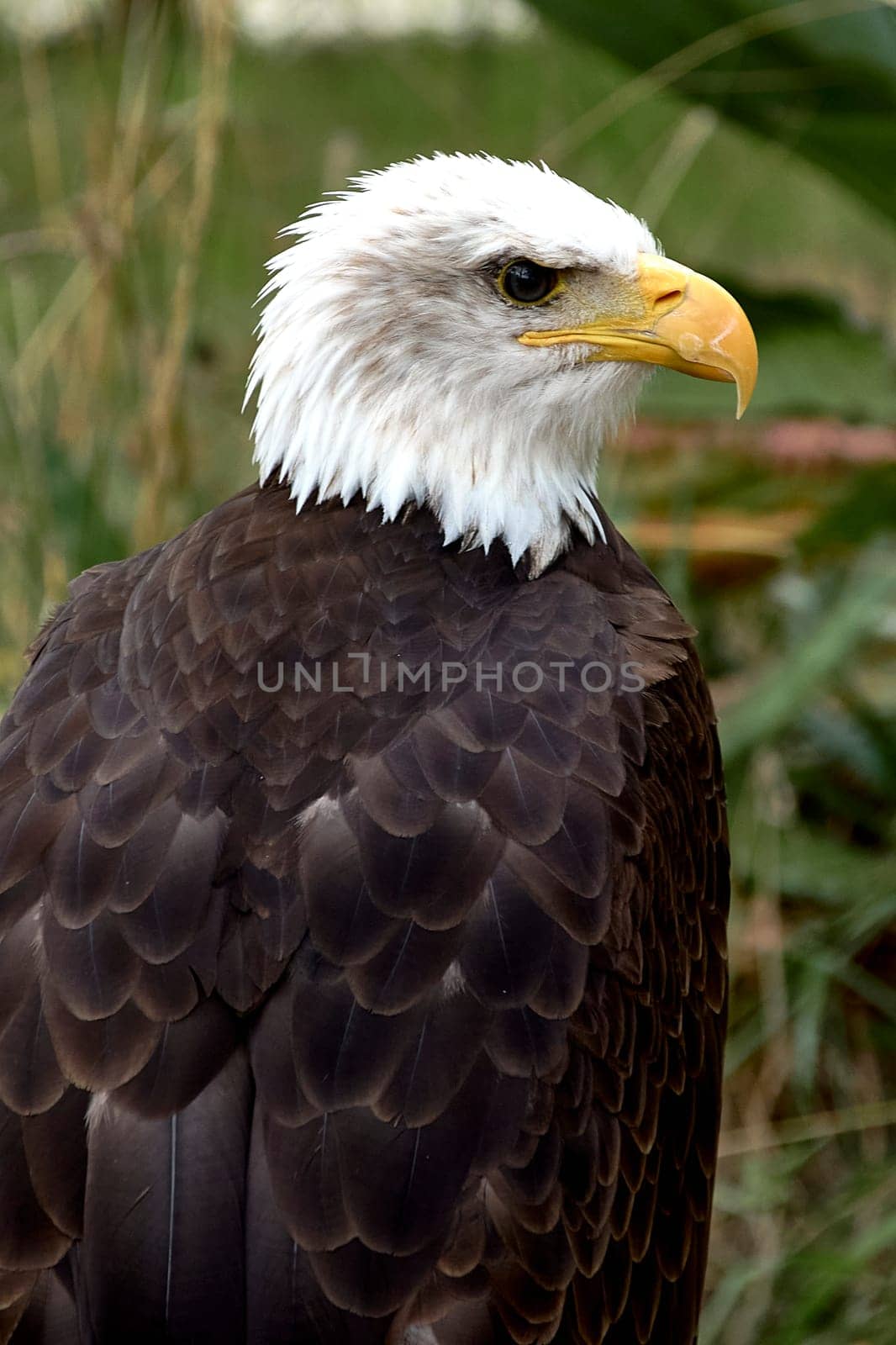 A bald eagle perched on a ring. Haliaeetus leucocephalus by raul_ruiz