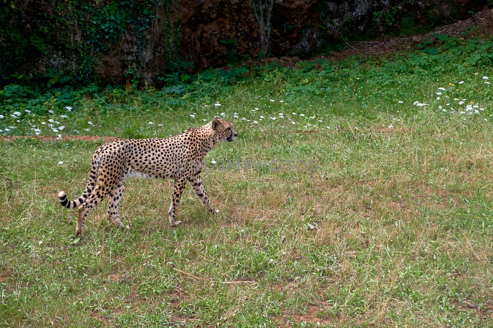 A cheetah standing upright on the dry savannah by raul_ruiz